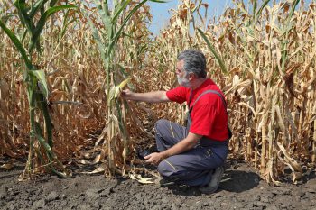 farmer showing burnt corn crop