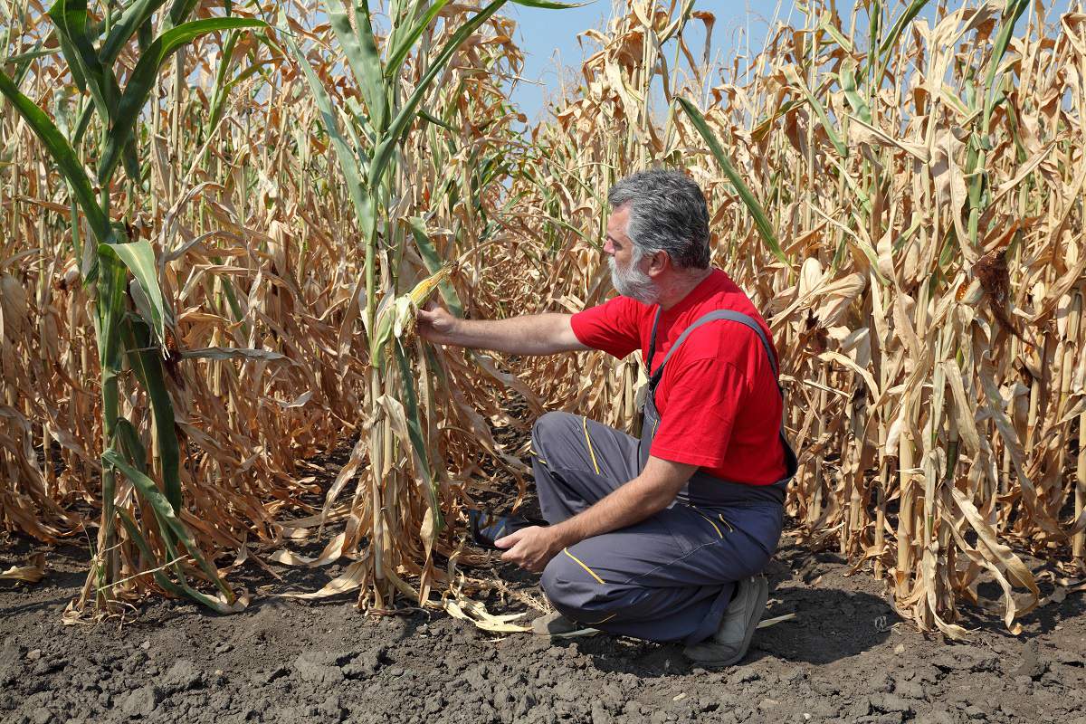 Drought-Stricken Farmers and Ranchers Have More Time to Replace Livestock
