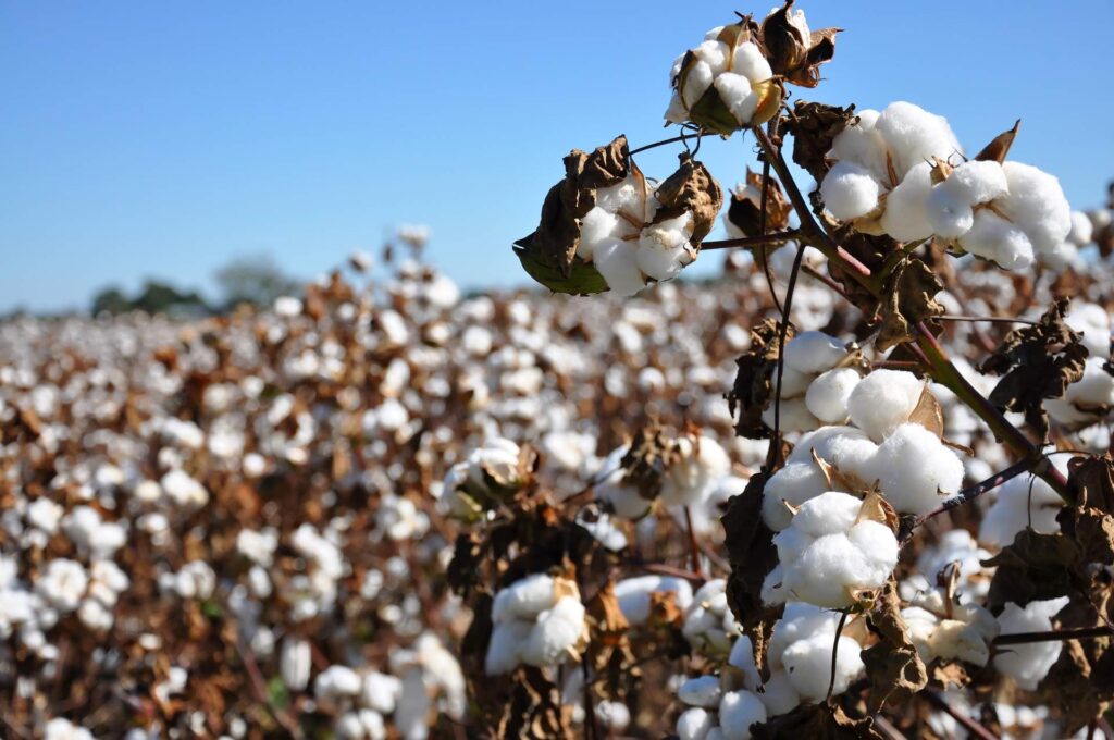 picking cotton