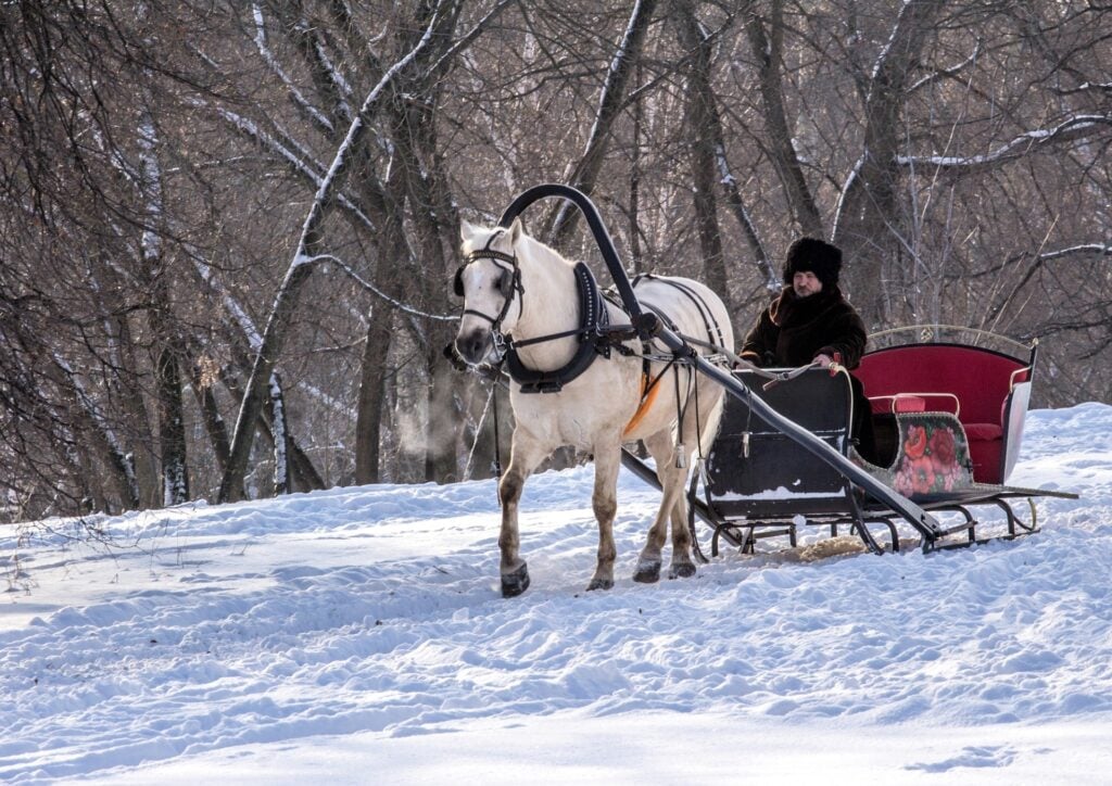 horse drawn carriage in snowy woods